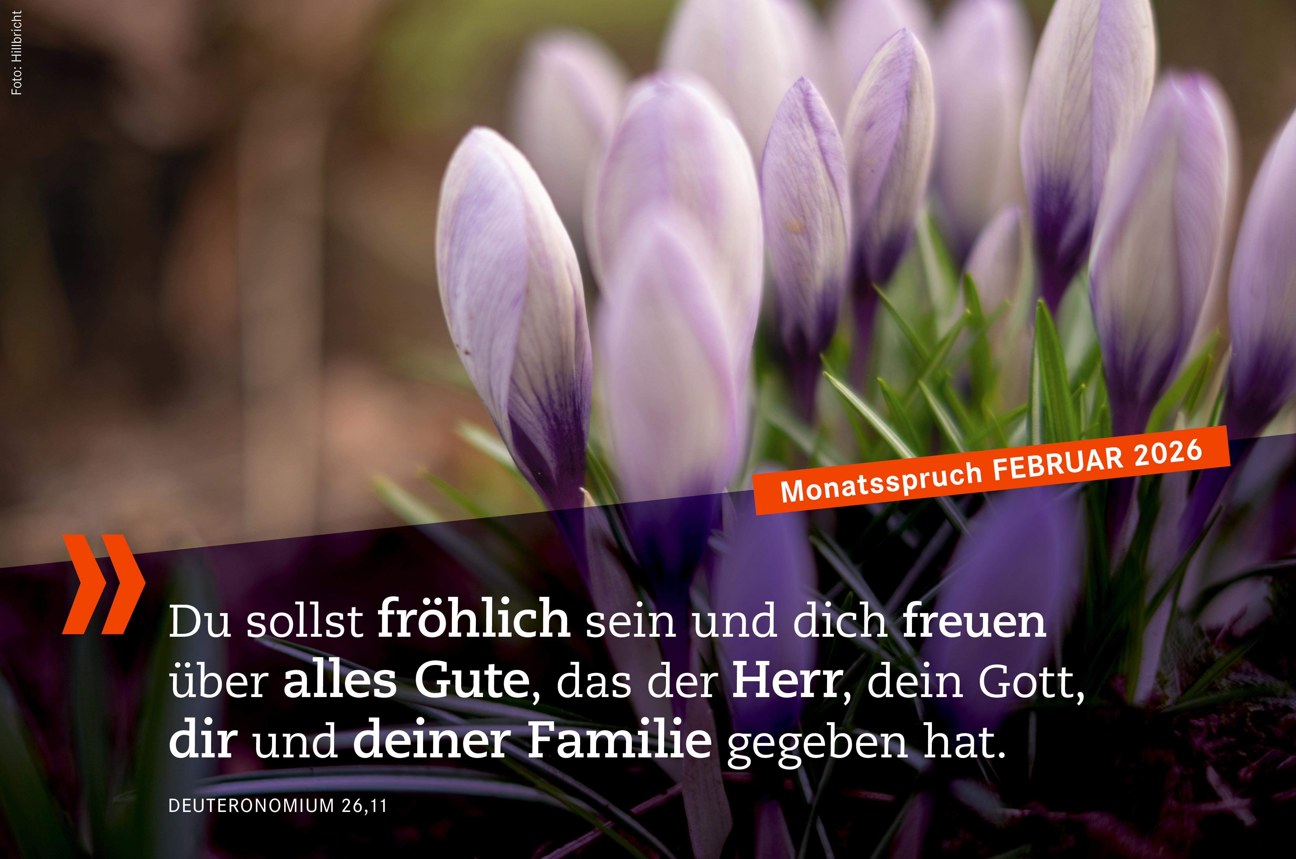 „Monatsspruch Februar: Du sollst fröhlich sein und dich freuen über alles Gute, dass der Herr, dein Gott, 
						dir und deiner Familie gegeben hat.  Deuteronomium 26,11 